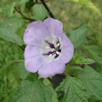 Nicandra_physalodes