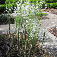 Ornithogalum magnum (Grand ornithogale)