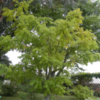 Phellodendron japonicum (Arbre au liège japonais)