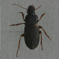 pseudophonus_rufipes