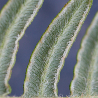 pteridium_aquilinum11amd