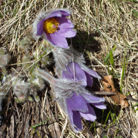 pulsatilla_vulgaris5gv