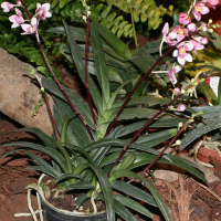 Sarcochilus fitzgeraldii (Sarcochilus)