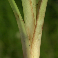 Scirpus_silvaticus