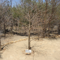 Adansonia grandidieri (Baobab)