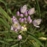 allium_roseum2md (Allium roseum)