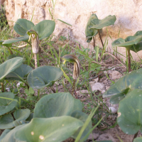 arisarum_vulgare2bd (Arisarum vulgare)