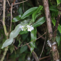 Beclardia macrostachya (Beclardia)