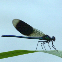 calopteryx_splendens2amd (Calopteryx splendens)