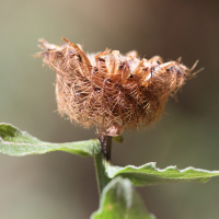 centaurea_pectinata7md