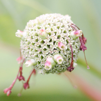 cephalanthus_occidentalis4md (Cephalanthus occidentalis)