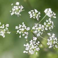 chaerophyllum_temulum2md (Chaerophyllum temulum)