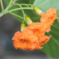 cordia_subcordata3md (Cordia subcordata)