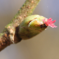 corylus_avellana4bmd (Corylus avellana)