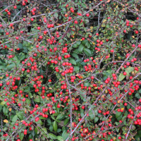 cotoneaster_horizontalis4md (Cotoneaster horizontalis)