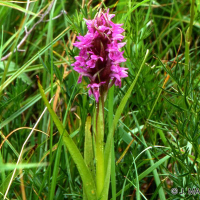 Dactylorhiza incarnata (Orchis incarnat)