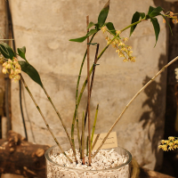 Dendrobium gracilicaule (Dendrobium)