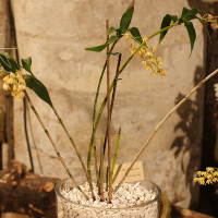 dendrobium_gracilicaule1md