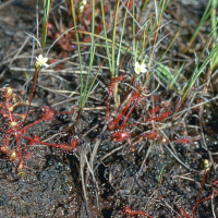 Drosera longifolia (Rossolis à feuilles longues)
