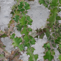 Euphorbia grandicornis (Euphorbe à cornes de vache)