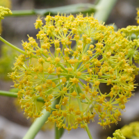 Ferula_communis