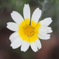 glebionis_coronaria2bd