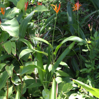 Heliconia psittacorum (Héliconia bec de perroquet, Pince de crabe, Petit balisier)