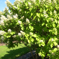 Hydrangea paniculata (Hydrangée, Hortensia)
