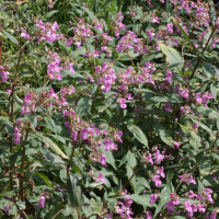 impatiens_glandulifera2md