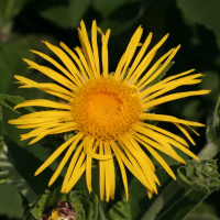 inula_helenium3md