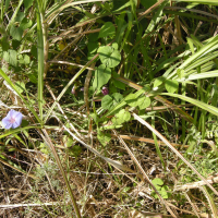 Ipomoea purpurea (Volubilis, Ipomée pourpre)