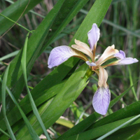 iris_foetidissima2md