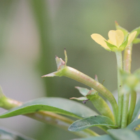 ludwigia_abyssinica2md