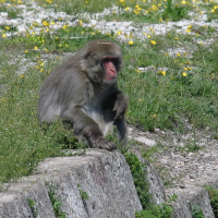 macaca_fuscata4md