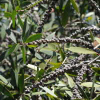 melaleuca_quinquenervia3md