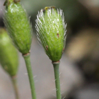 papaver_lapeyrousianum2bd