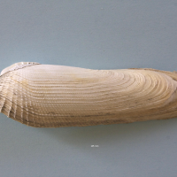 Pholas dactylus (Pholade commune)