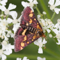 pyrausta_purpuralis3md