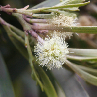 acacia_heterophylla3md (Acacia heterophylla)