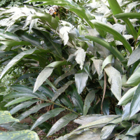 Alpinia zerumbet (Alpinia, Larmes de la vierge)
