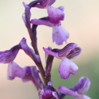 anacamptis_champagneuxi2md (Anacamptis champagneuxii)