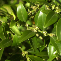 buxus_sempervirens2md
