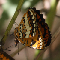 byblia_anvatara_anvatara5bbd (Byblia anvatara ssp. anvatara)