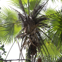 coccothrinax_barbadensis2md (Coccothrinax barbadensis)