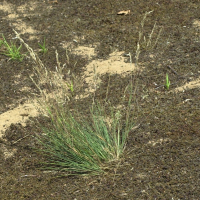 corynephorus_canescens2md (Corynephorus canescens)