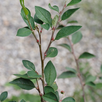 Cotoneaster_integerrimus