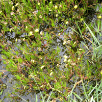 cotula_coronopifolia3md