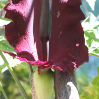 dracunculus_vulgaris2md (Dracunculus vulgaris)
