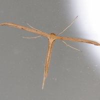 Emmelina_monodactyla (Emmelina monodactyla)