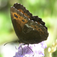 erebia_ligea4md